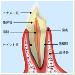 歯のしくみはどうなっているの？